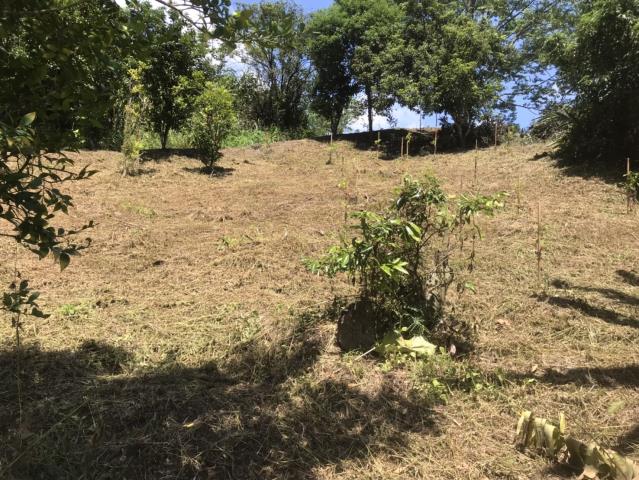 台中霧峰農地-5