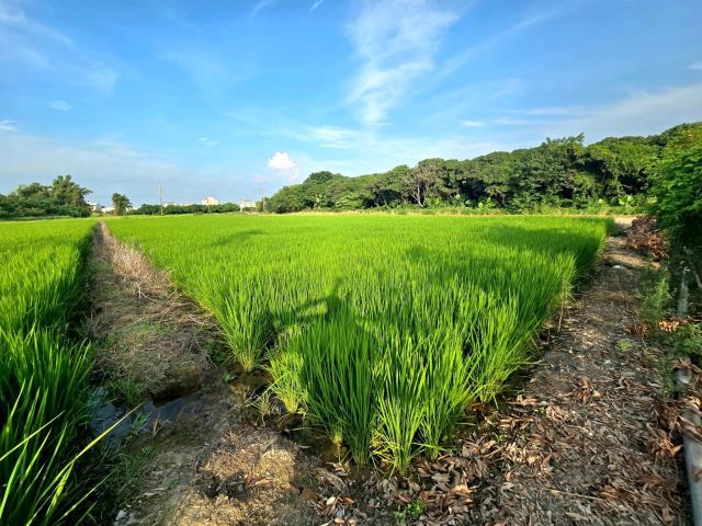 台中神岡農地-2