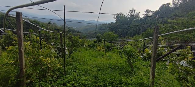 台中東勢農地-8