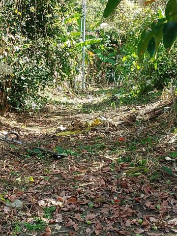 台中太平農地-10