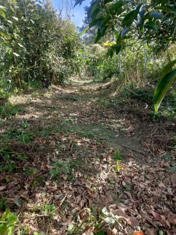 台中太平農地-11