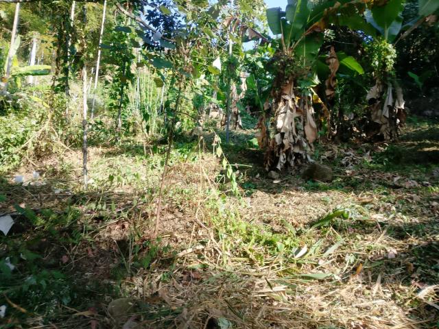 台中太平農地-6