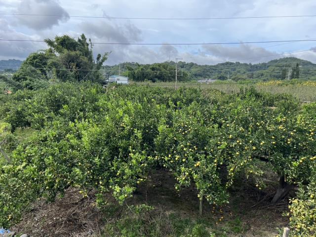 台中東勢農地-7