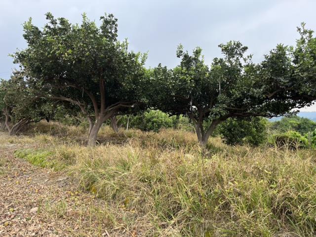 台中東勢農地-8