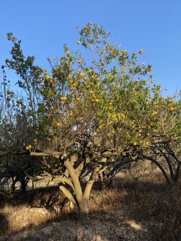 台中東勢農地-1