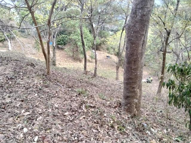 台中太平農地-12